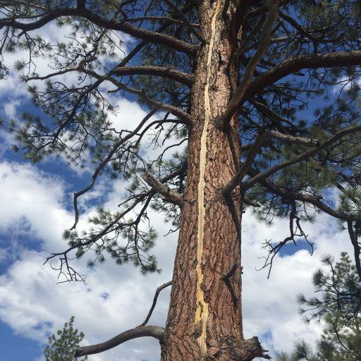 Photo of Lightning strike scar on Jeffrey pine