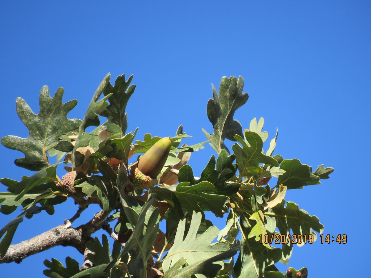 Photo of Valley oak showing rounded lobed leaves and long, pointed acorns