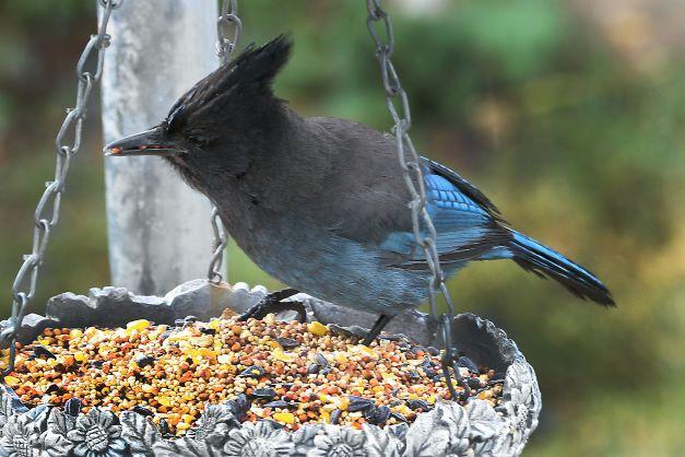 Photo of Fig. 1: Steller's jay on mixed seed feeder (CN)