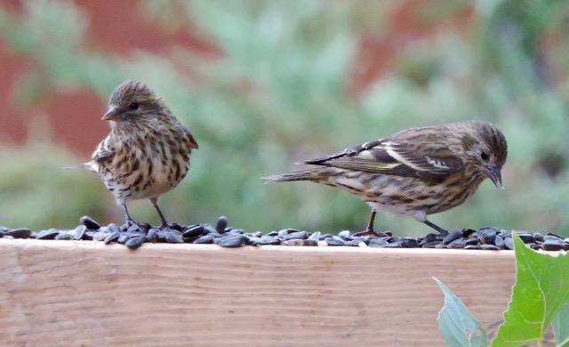 Photo of Fig. 10: Pine siskins enjoying seed on deck rail (MM)