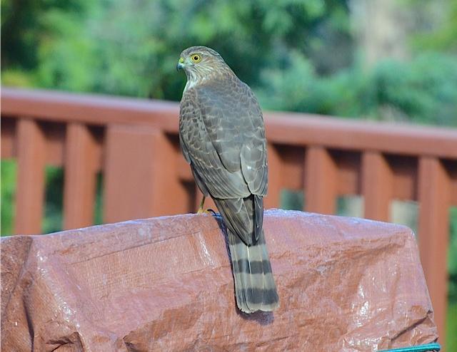 Photo of Fig. 11: Cooper's hawk on rail watching the little birds (MM)