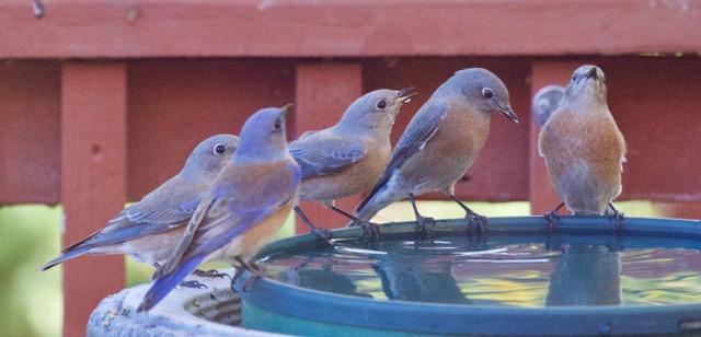 Photo of Fig. 3: Western bluebirds deciding whether to drink or bathe (MM)