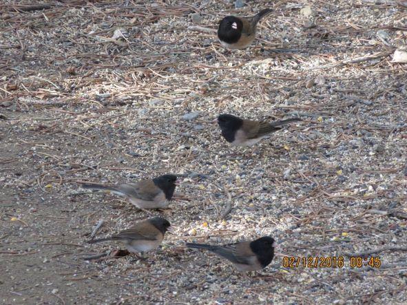 Photo of Fig. 4: Dark-eyed juncos feeding on seed spread on ground (BB)