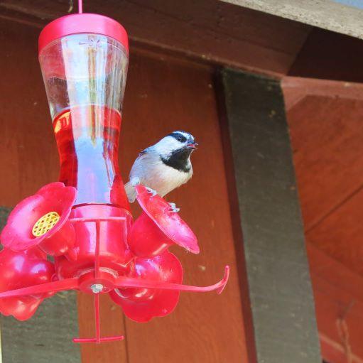 Photo of Fig. 5: Mountain chickadee on nectar feeder (DF)