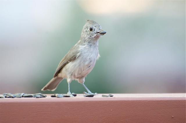 Photo of Fig. 6: Oak titmouse eating seed spread on deck rail ((MM)