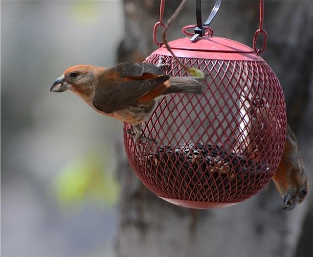 Photo of Fig. 7: Red crossbill at a sunflower feeder (MM)