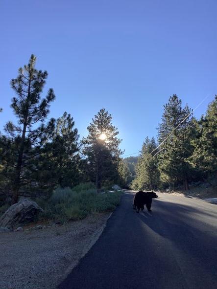 bear crossing street