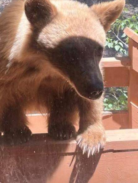 Bear on deck railing