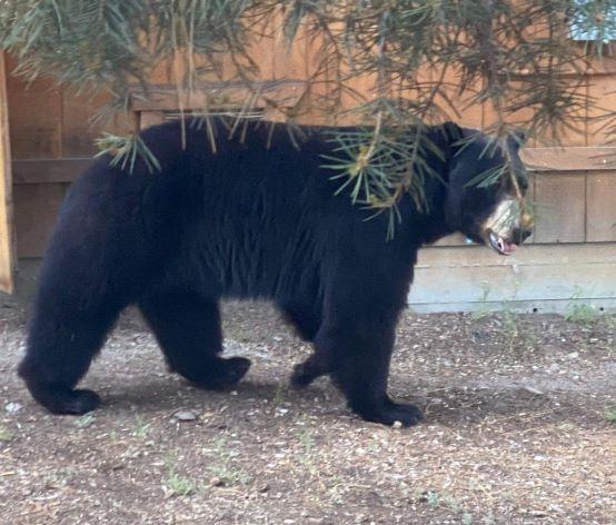 Bear on property