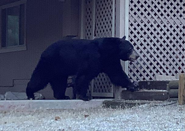 Bear by house