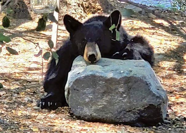 Bear resting on a rock