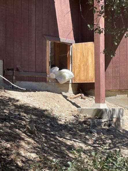 Shed damage by bear