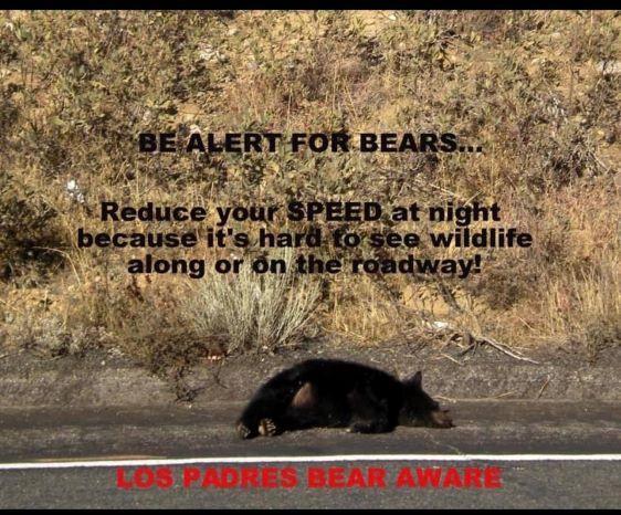 Dead bear by side of road