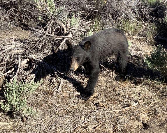 Young bear in brush