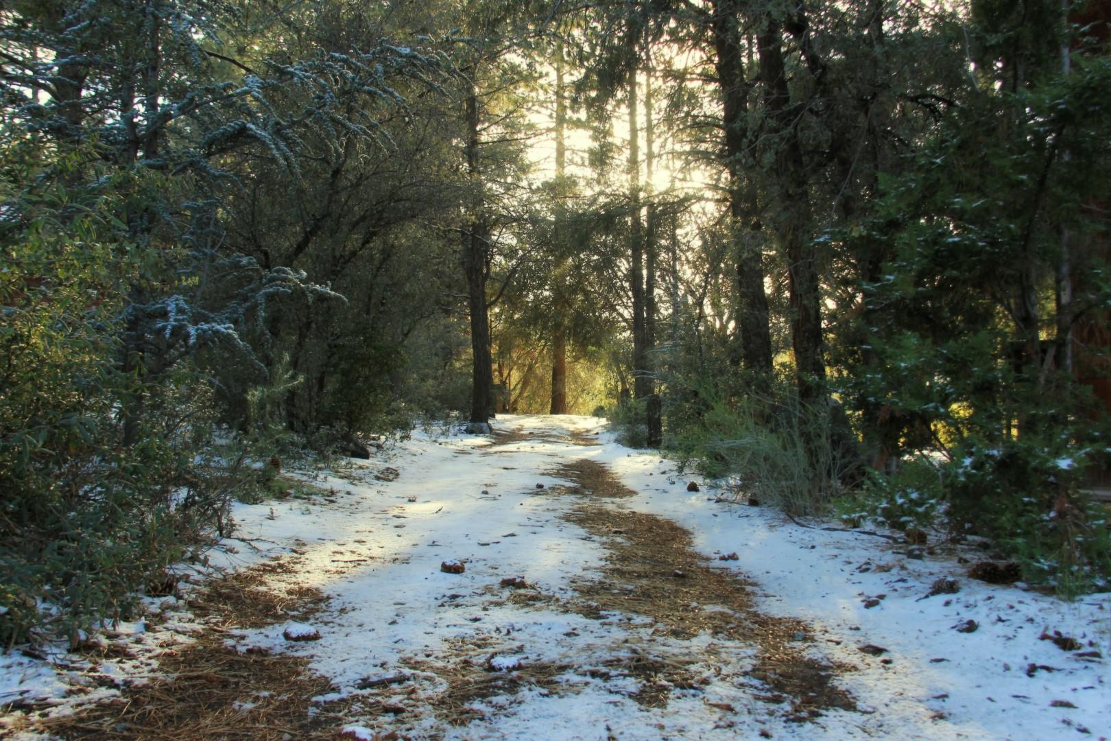 Forest, Hiking, Skiing