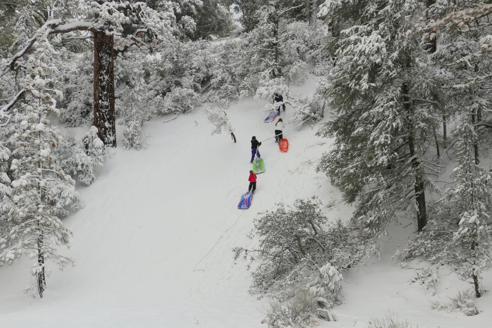 Forest, Hiking, Skiing