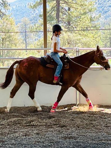 girl riding horse in arena