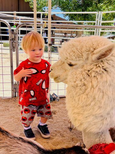 toddler with furry alpaca