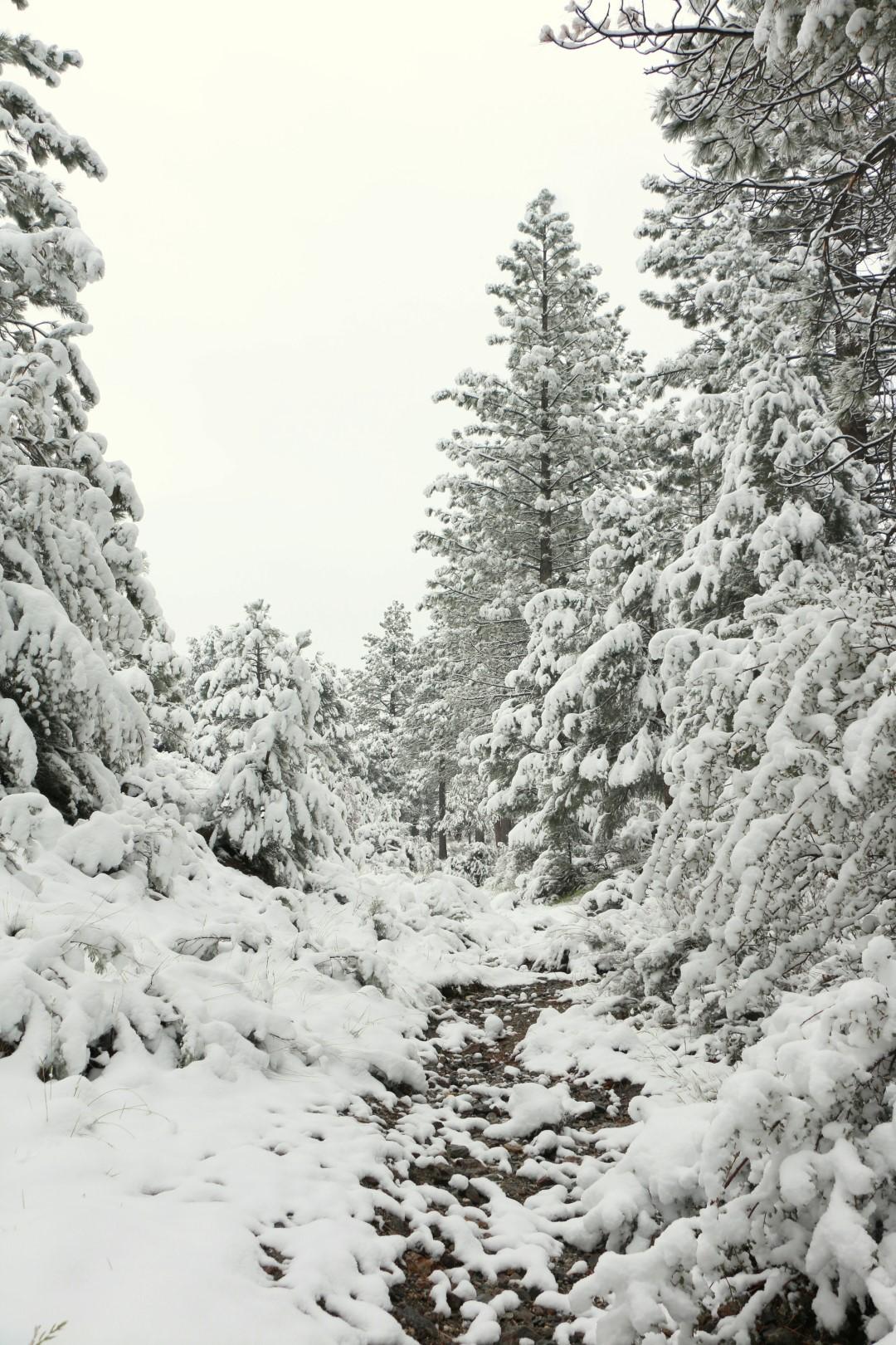 photo of snowy scene
