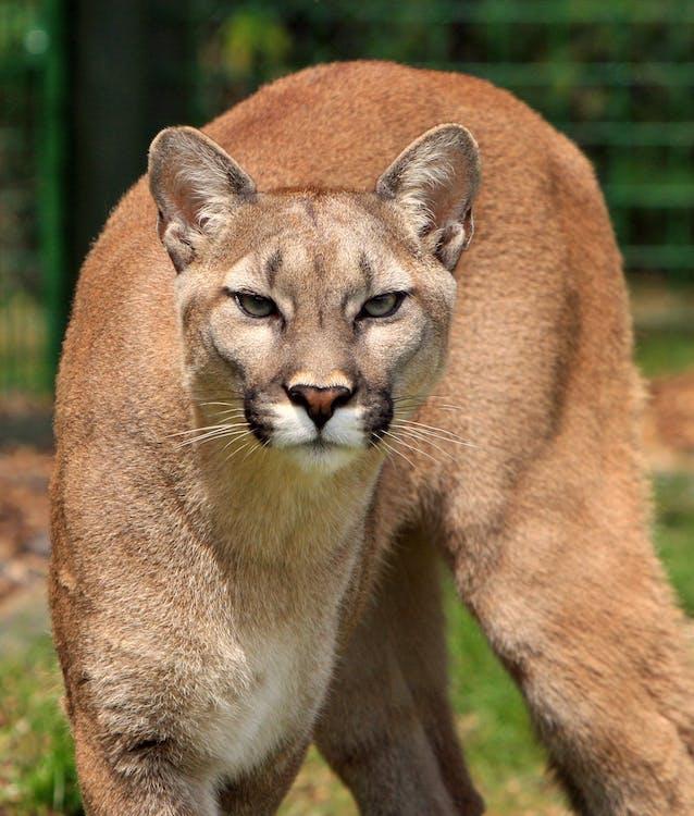 mountain lion photo